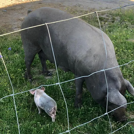 La Tahona Del Abuelo Tr Cc 00344 * Plasenzuela