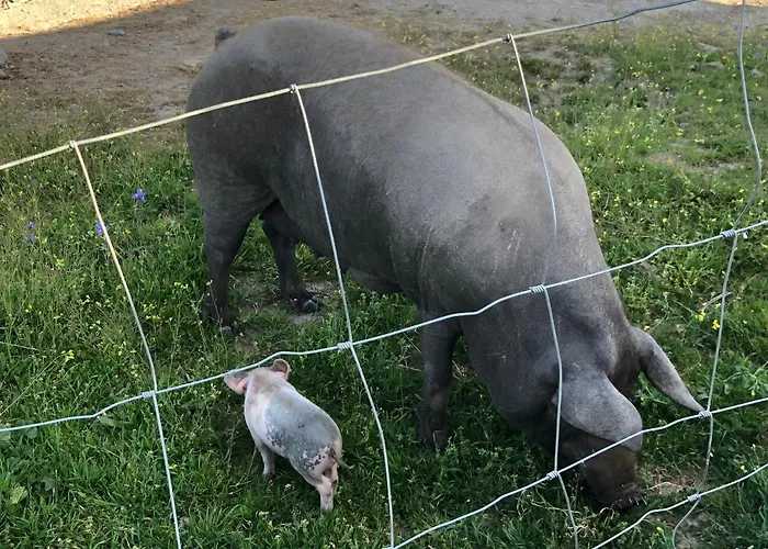 La Tahona Del Abuelo Tr Cc 00344 * Plasenzuela